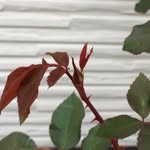 海華 宋 - @haihuas - Instagram