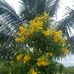 Hai Thach - Facebook