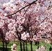 Hai Thach - Facebook