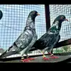 Haider Ejaz - @haiderejaz7 - TikTok