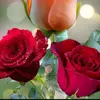 Haider Iftikhar - @haider.iftikhar87 - TikTok