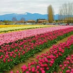 Haider Mir - Facebook