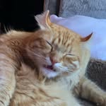 Hailey Berry - @catsontheblock_ - Instagram