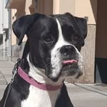 HAILEY BLACK N' WHITE BOXER 🐶 - @haileytheboxer - Instagram