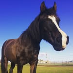 Haley Boynton - @__animalsofinsta__ - Instagram