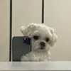 hayley calderon - @hayleyycal - TikTok