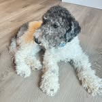 Hailey Card - @bessiesgrooming - Instagram