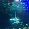 Hailey is da best - @hailey.connen - TikTok