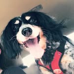 Curry & Hailey - @adventures_of_hailey_and_curry - Instagram