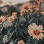 Hailey Dabbs - @tarot_rosemary - Instagram