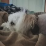 Hailey Decker - @molly_the_cutest_pup_ever - Instagram