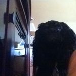 Hailey Durham - @cocker_spaniel_lover_950 - Instagram