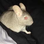 Pablo Hailey Escobar Giron - @pablothechinchilla10 - Instagram