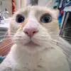 Hailey Ford - @haifor116 - TikTok