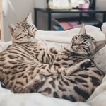 Huiwen Shi - @hailey_furry_friends - Instagram