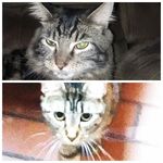 Hailey Gentry - @cleo_and_mowgli - Instagram