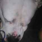 hailey goff - @hailey_goff_pets_889 - Instagram
