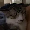 Hailey Gonzalez - @unknown.h102 - TikTok