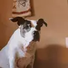 Hailey Hackett - @haileyanimals7 - TikTok