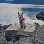 Hailey Shiba Inu - @hailey_little_shiba_inu - Instagram