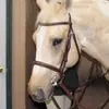 Hailey May - @haileymayequestrian - TikTok