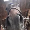 hailey..meyer - @hailey..meyer - TikTok