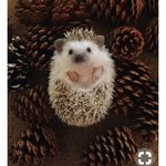 hailey dawn paschal - @paschalhaileydawn - Instagram