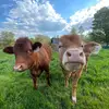 hailey patrick - @hailey.patrickk - TikTok