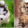 Hailey Phan - @bosscat3349 - TikTok