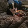 Hailey Pitts - @hailey.pitts4 - TikTok