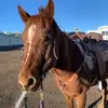 Hailey Polson - @hailey.polson16 - TikTok