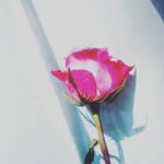 hailey ramsey - @hayhayrosebud14 - Instagram