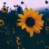 Hailey Riddle - @hailey11_13 - TikTok