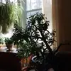 Hailey  - @haileyrivardd - TikTok