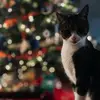 Hailey Robinette - @hailey.robinette - TikTok