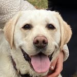Hailey Rubin - @hailey.rubin_the_labrador - Instagram