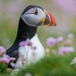 IcelandicPuffin990 - @hailey.sauer - Instagram