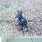 Hailey - @hailey_schaefer_hund - Instagram