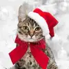 🎄🎁Hailey🎁🎄 - @hailey_schaper - TikTok