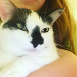 Haley Schweitzer - @catlife529 - Instagram