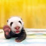 Hailey Shannon Teagarden - @b_a_b_y_p_a_n_d_a_s - Instagram