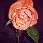 Hailey Stephenson - @haileyns2001 - Instagram