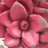 haileylovesdogs19 - @haileythorn28 - TikTok