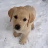 Hailey Townsend - @hailey25labrador - TikTok