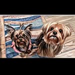 Hailey 👑 & Toy 🐾 - @hailey.n.toy - Instagram