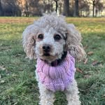 Hailey - @hailey_toypoodle - Instagram