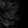 Hailey Wallace - @haileywallace1630 - TikTok