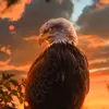 Hakim Abbas - @hakim.abbas24 - TikTok