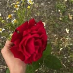 Hakima Saad - @saadhakima6 - Instagram