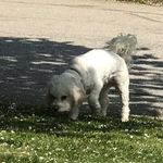 Korhal Bartlett Dennis - @korhalbartlettd - Instagram